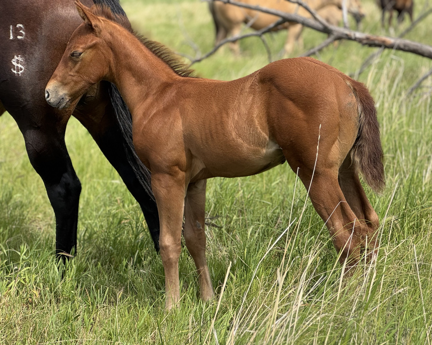 AQHA Stud colt for sale at Dollar Horse Services in Manitoba
