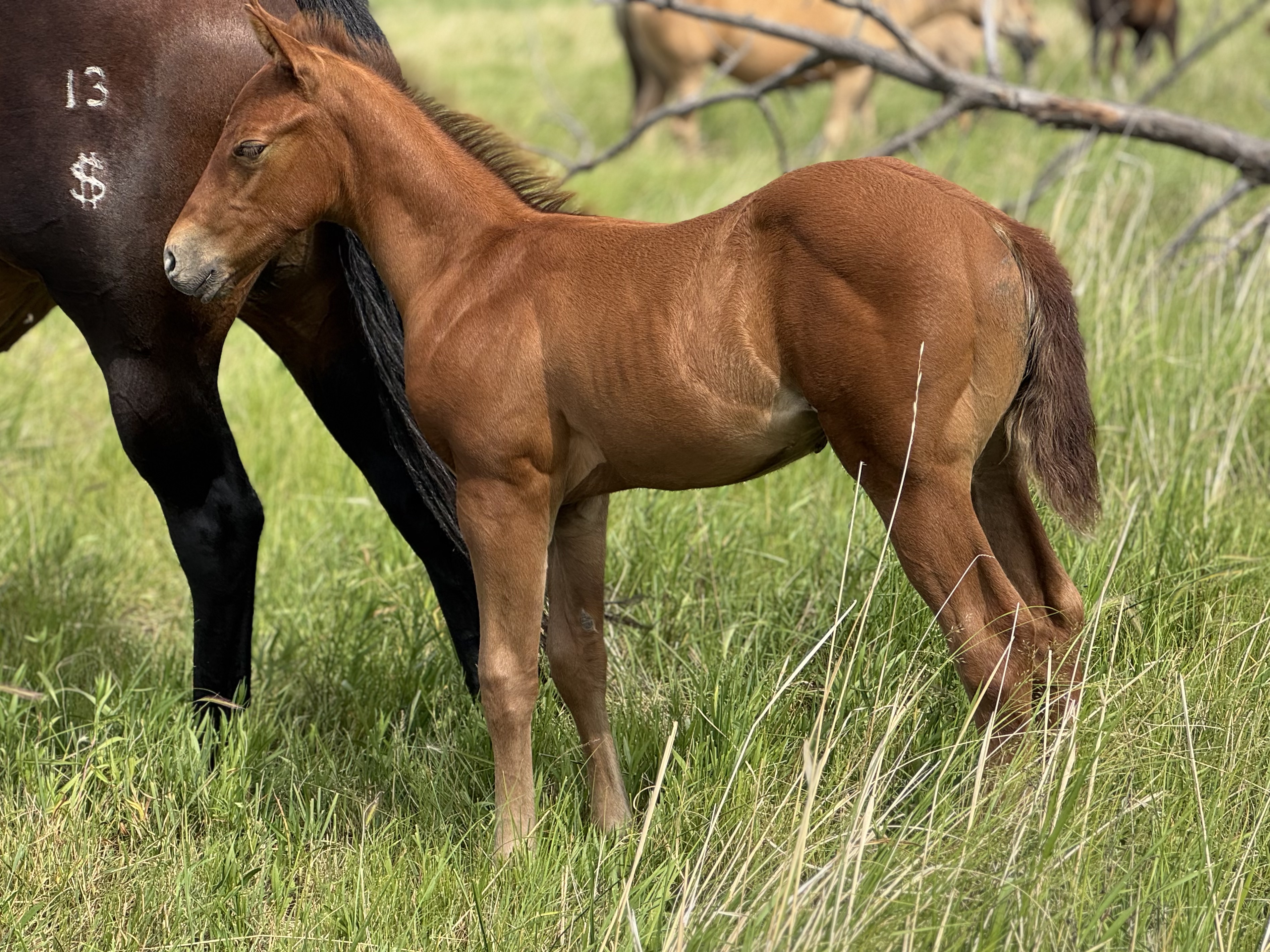 AQHA Stud colt for sale at Dollar Horse Services in Manitoba