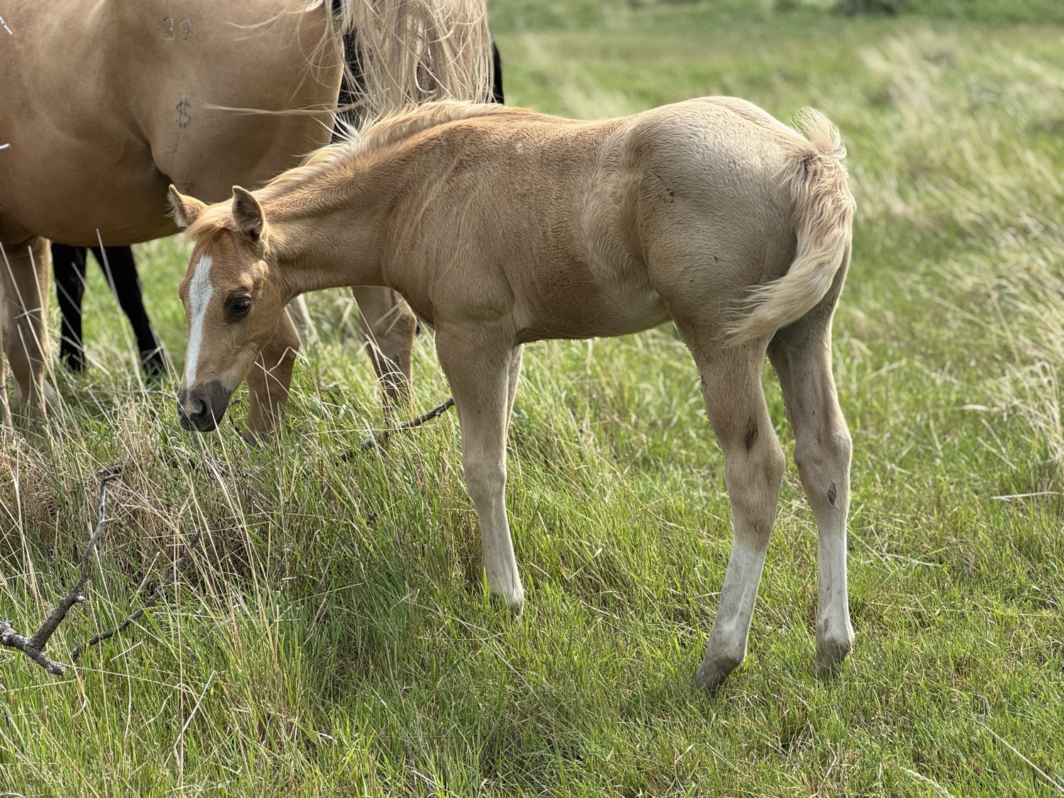 Palomino stud colt for sale Manitoba Dollar Horse Services