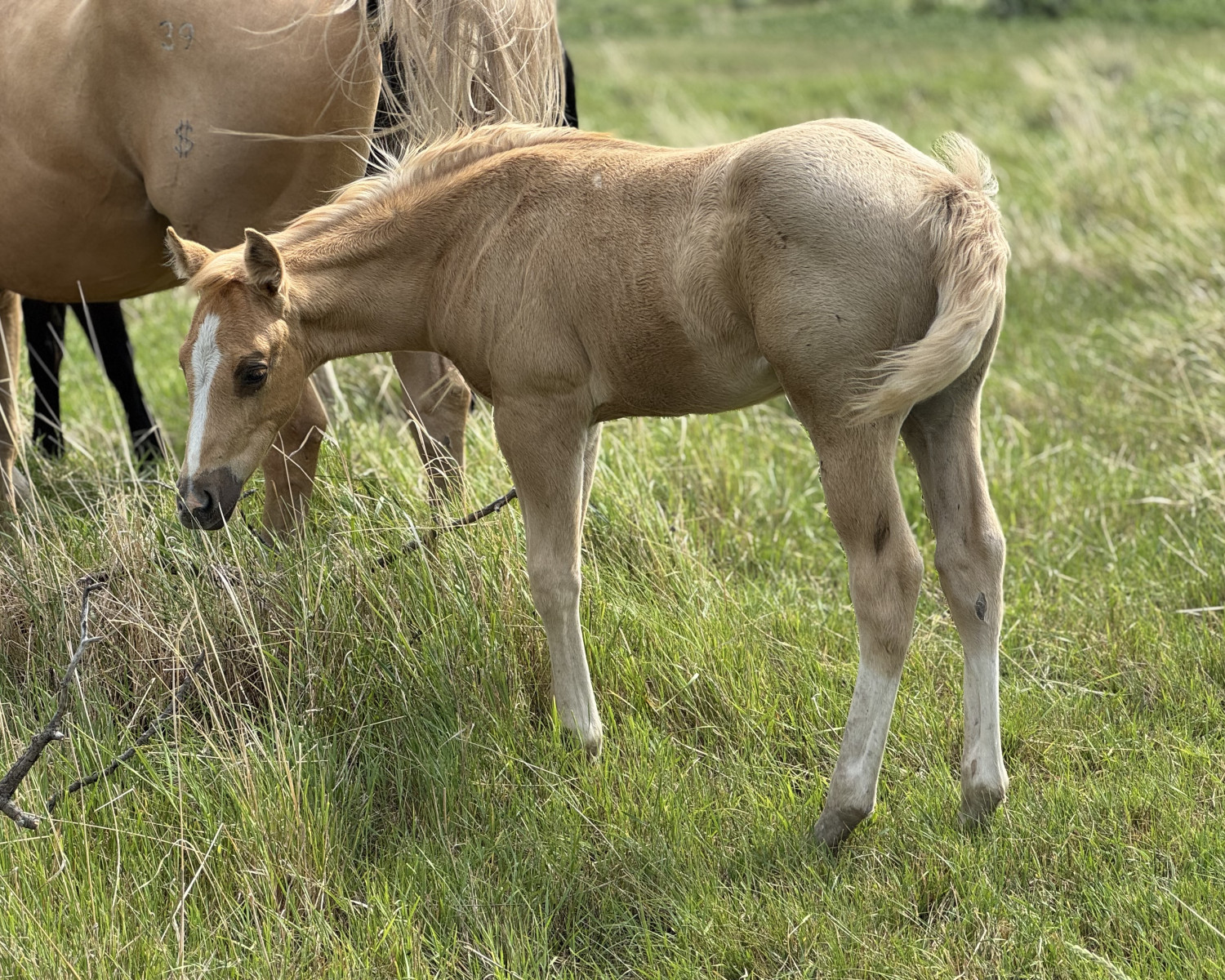 Palomino stud colt for sale Manitoba Dollar Horse Services