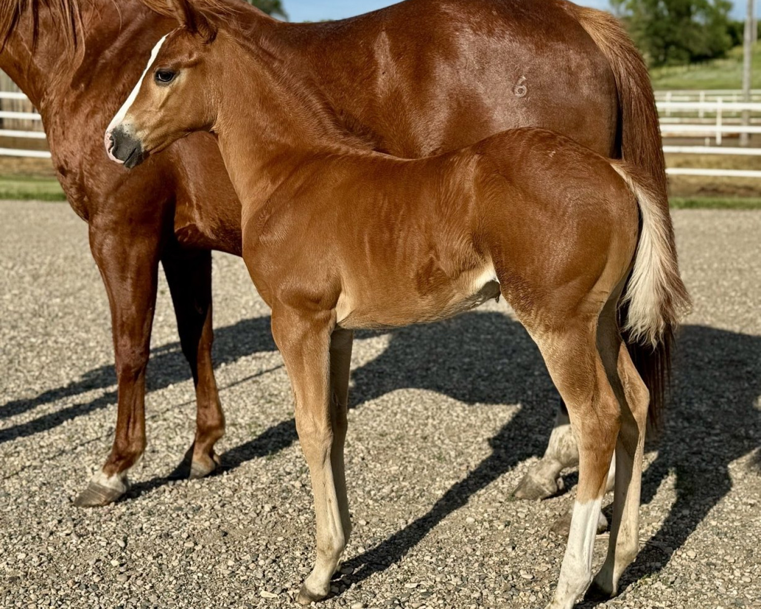 DHS Style N Shine Dam : Alabama Beefeater Sire : I Sayo Peppys Guns