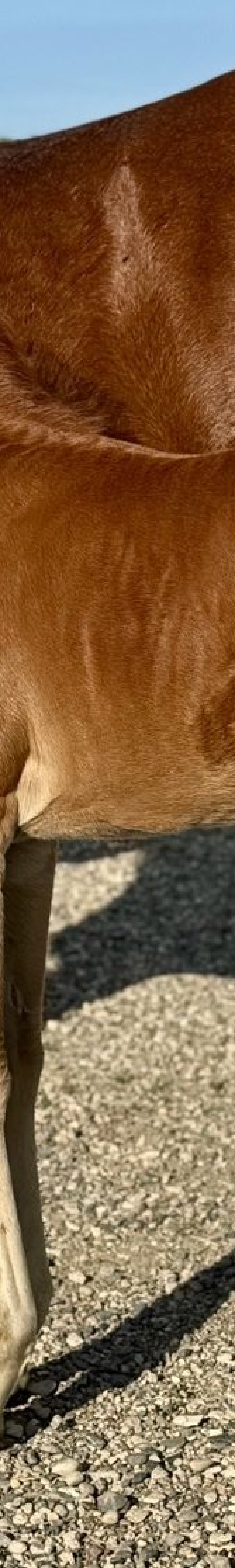 DHS Style N Shine Dam : Alabama Beefeater Sire : I Sayo Peppys Guns