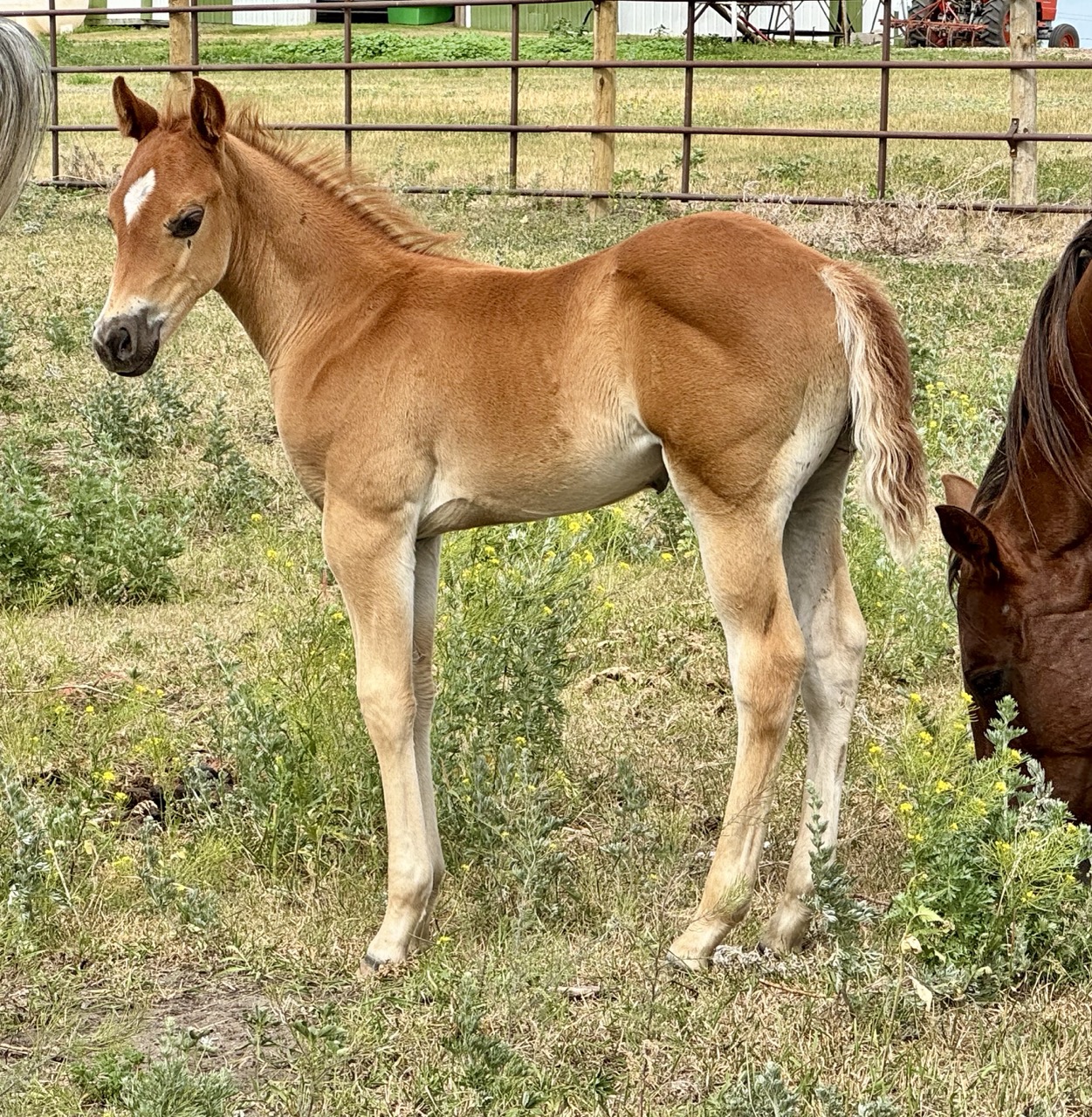 Stud colt for sale at Dollar Horse Services ranch in Manitoba