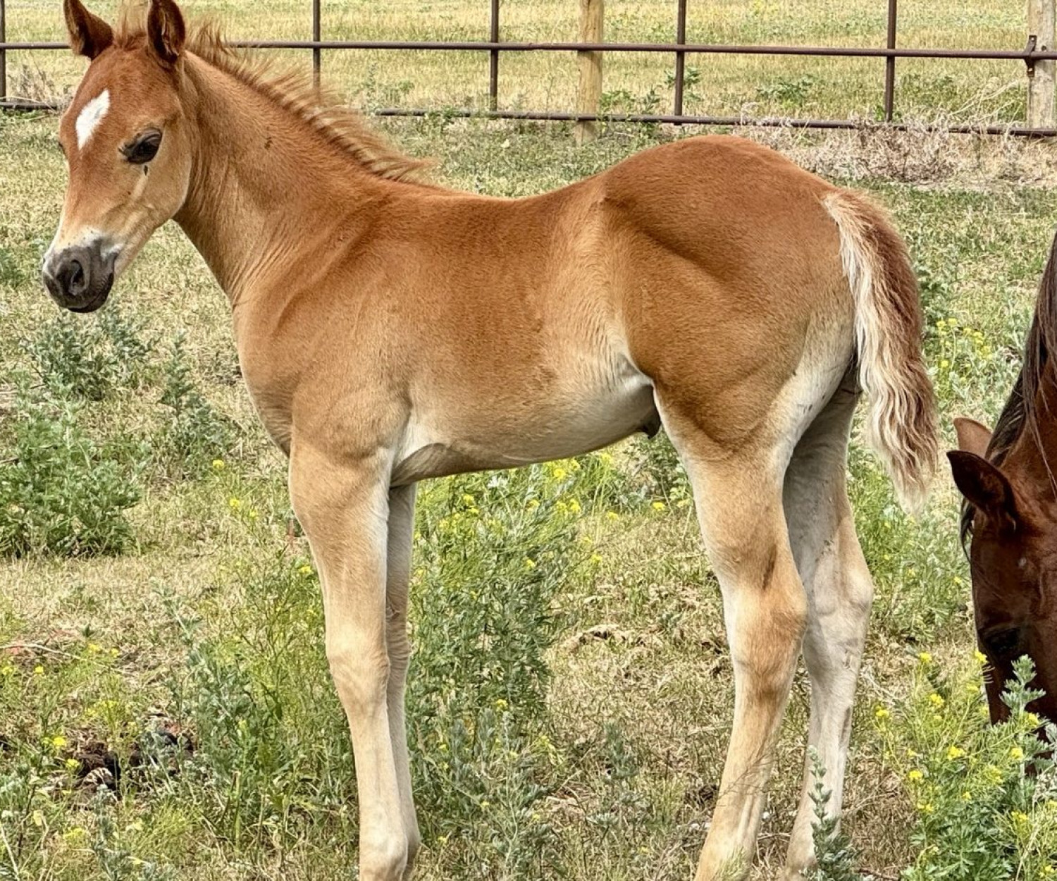 This is a well balanced stud colt out of a cow bred mare and Sipn French Merlot.