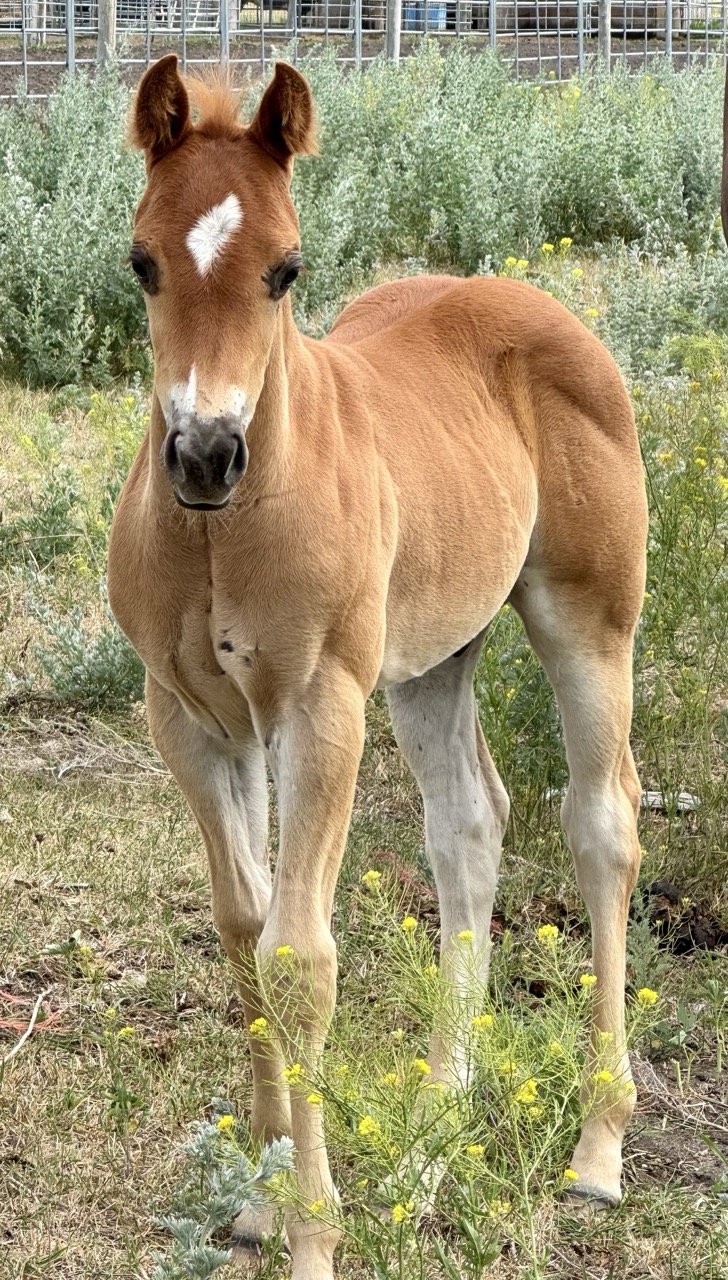 Stud colt for sale at Dollar Horse Services ranch in Manitoba
