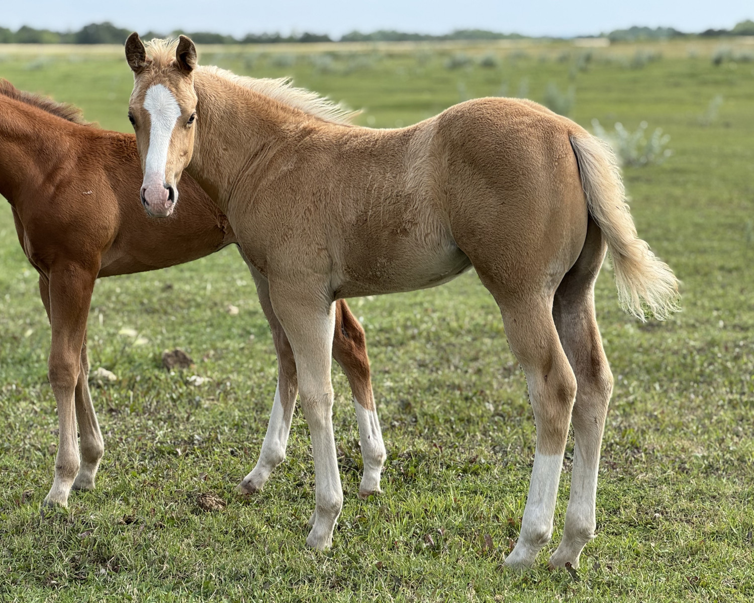 Stud colt foal at a ranch in Manitoba
