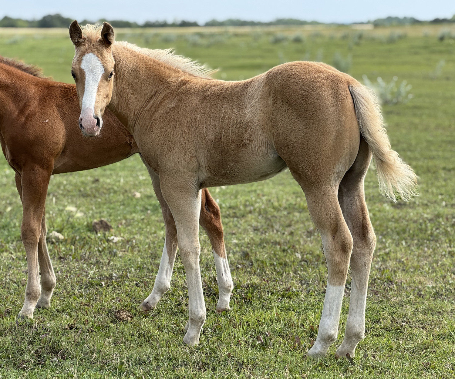 Stud colt foal at a ranch in Manitoba
