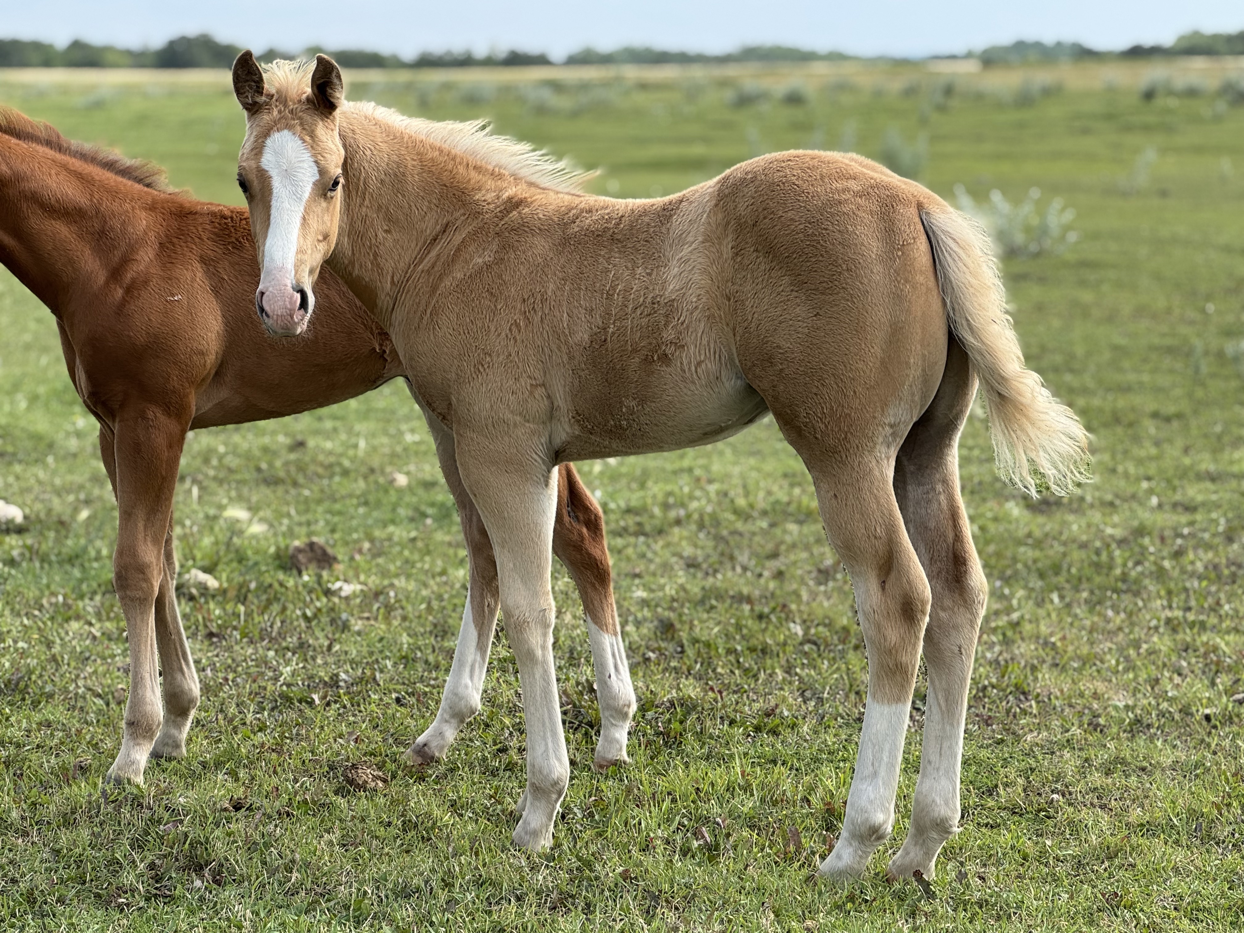 Stud colt foal at a ranch in Manitoba