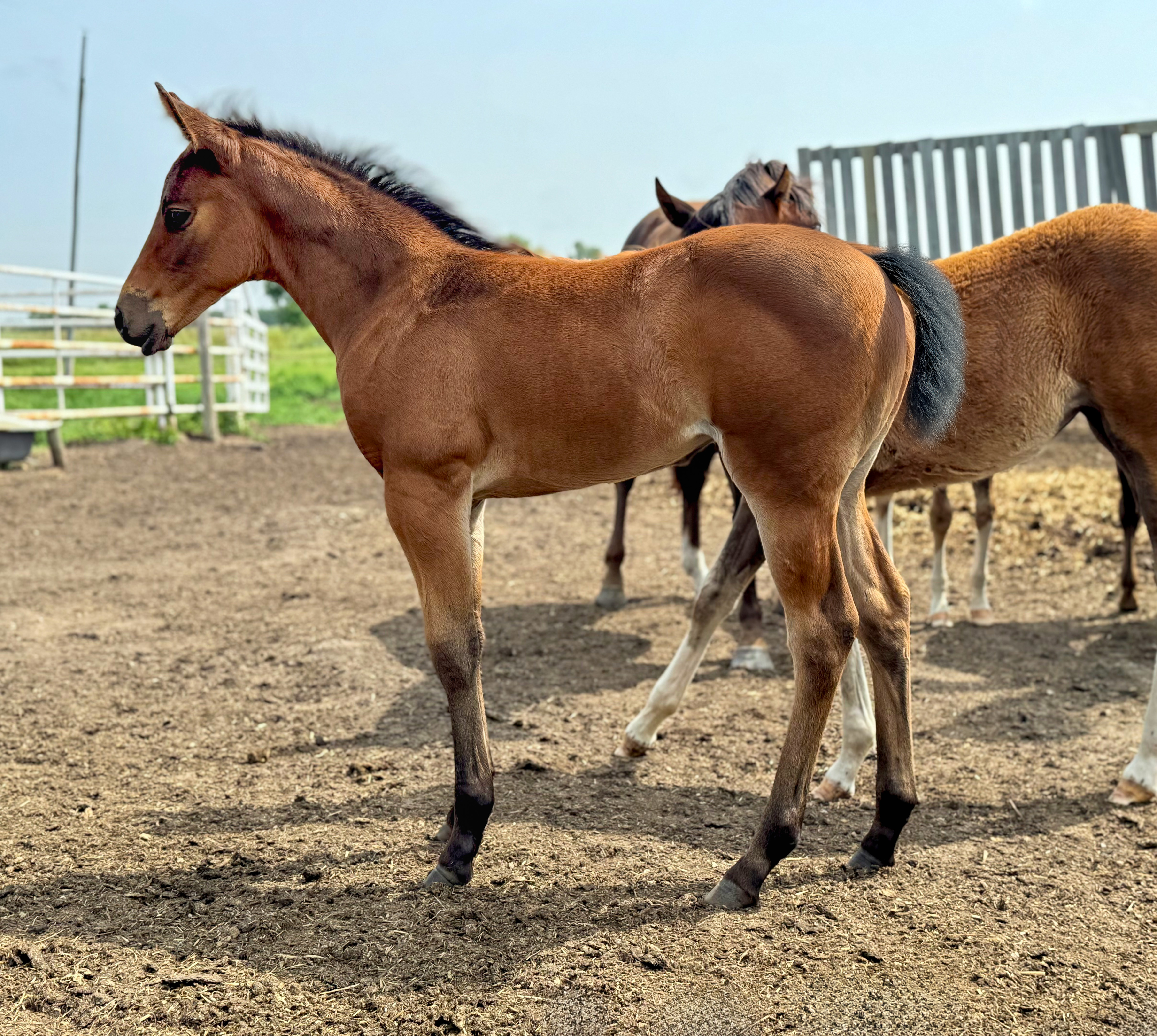 Foal for sale in Manitoba DHS Sipn Cabernet Dam : DS Miss Bonanza Sire : Sipn French Merlot