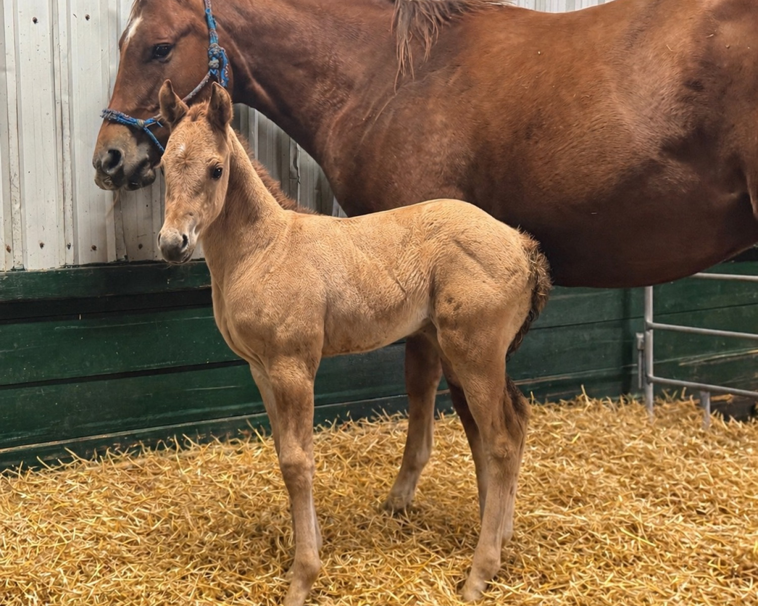DHS Rosie filly born at Dollar Horse Services in Manitoba