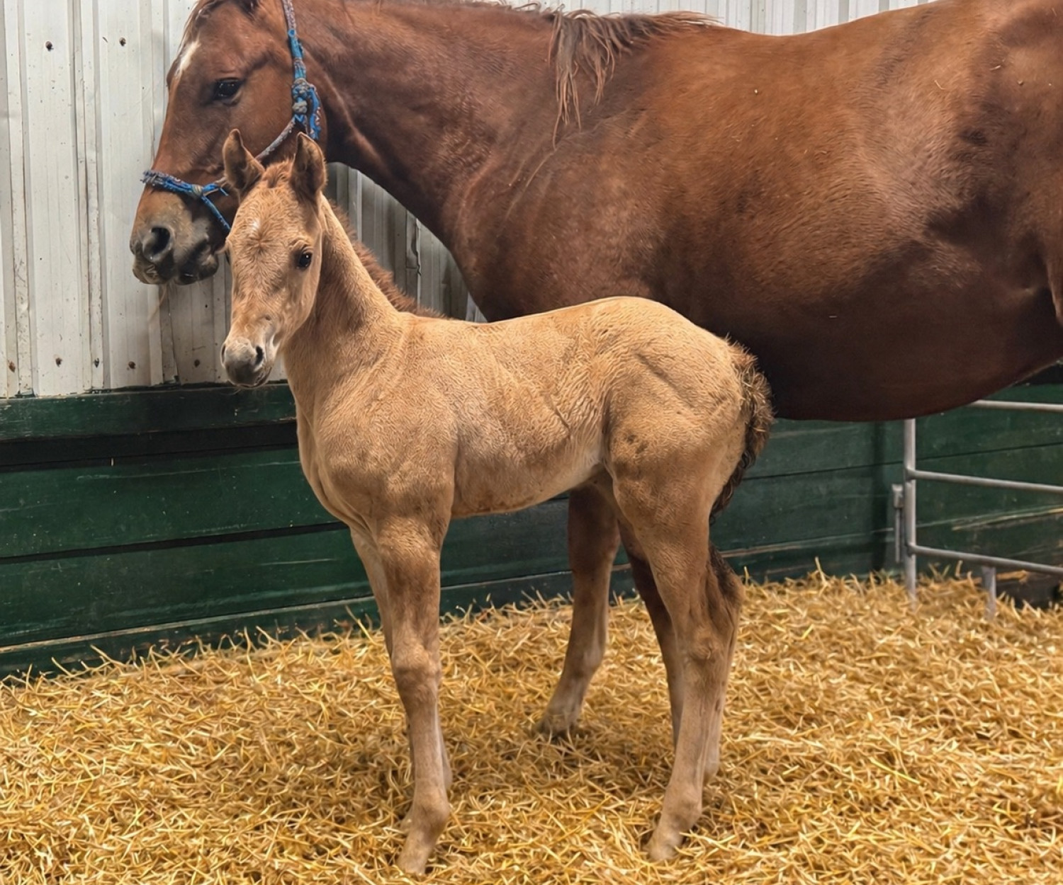 DHS Rosie filly born at Dollar Horse Services in Manitoba
