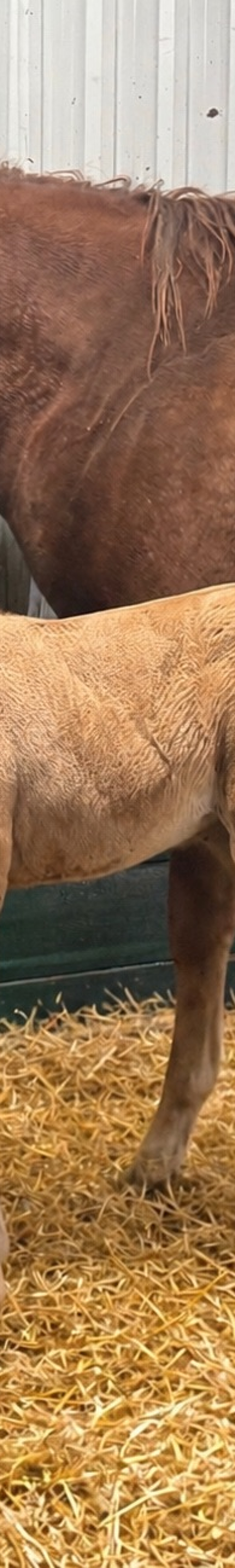 DHS Rosie filly born at Dollar Horse Services in Manitoba
