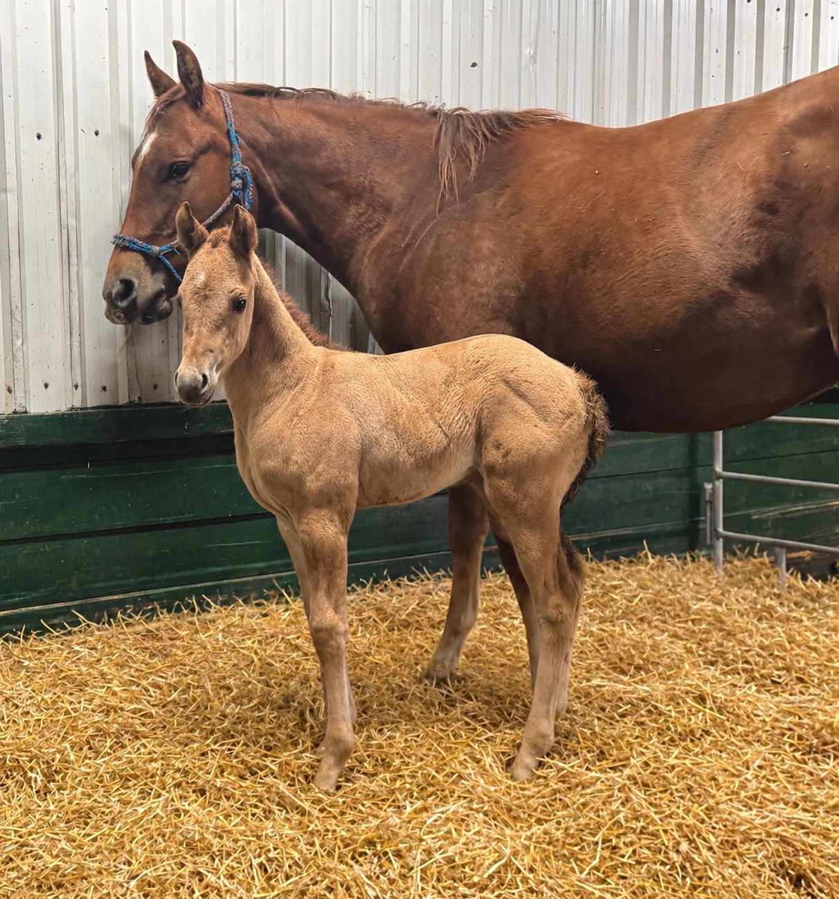 DHS Rosie filly born at Dollar Horse Services in Manitoba