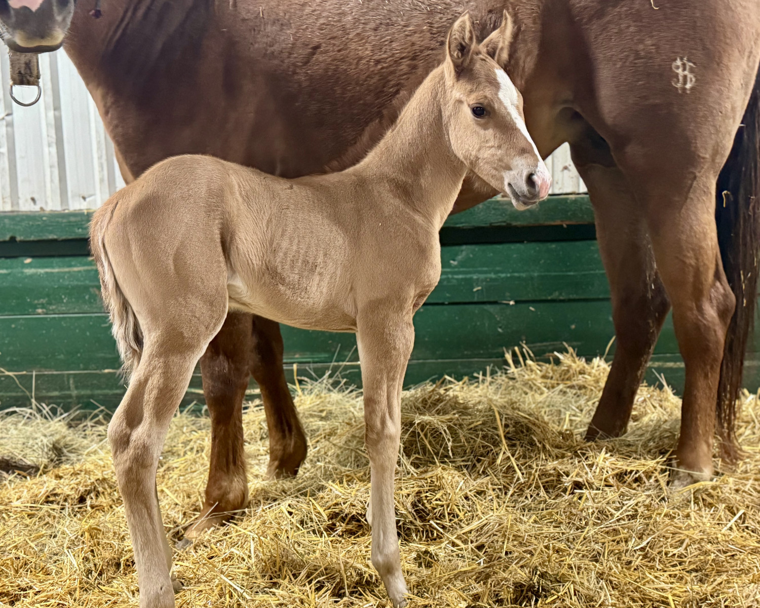 Dollar Horse Services in Westman Stud Colt