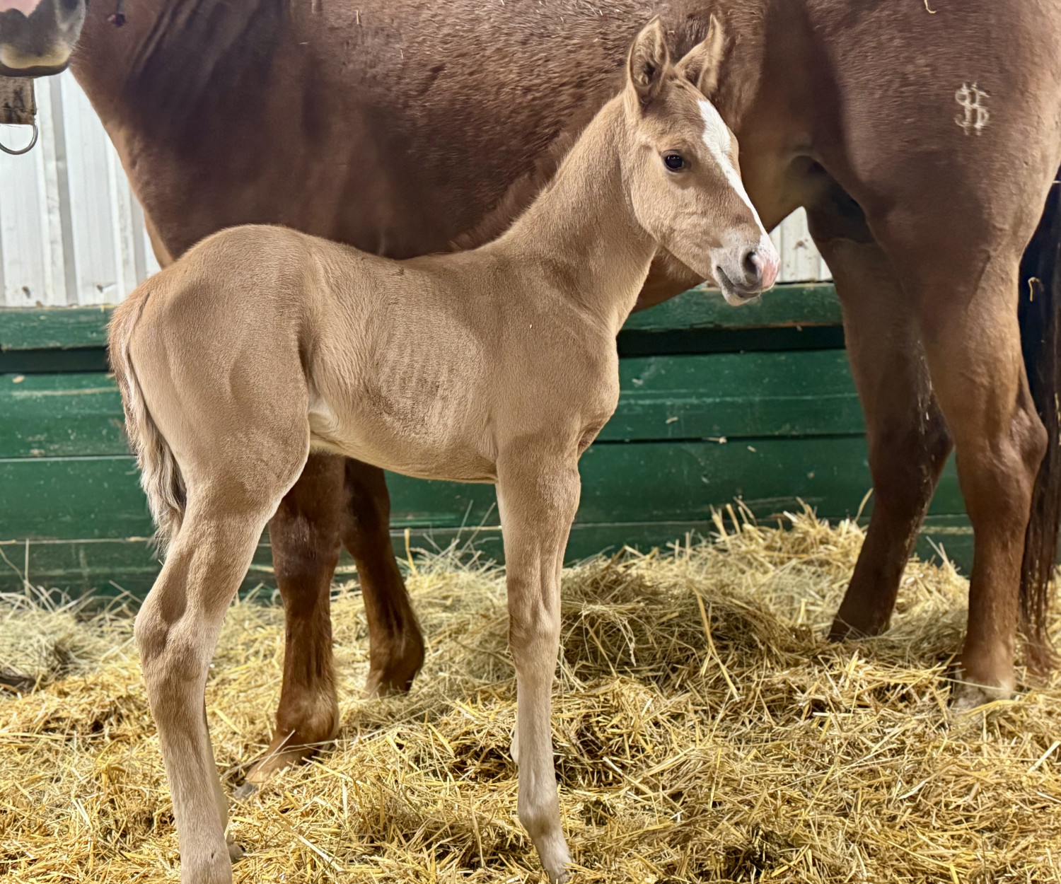 Dollar Horse Services in Westman Stud Colt
