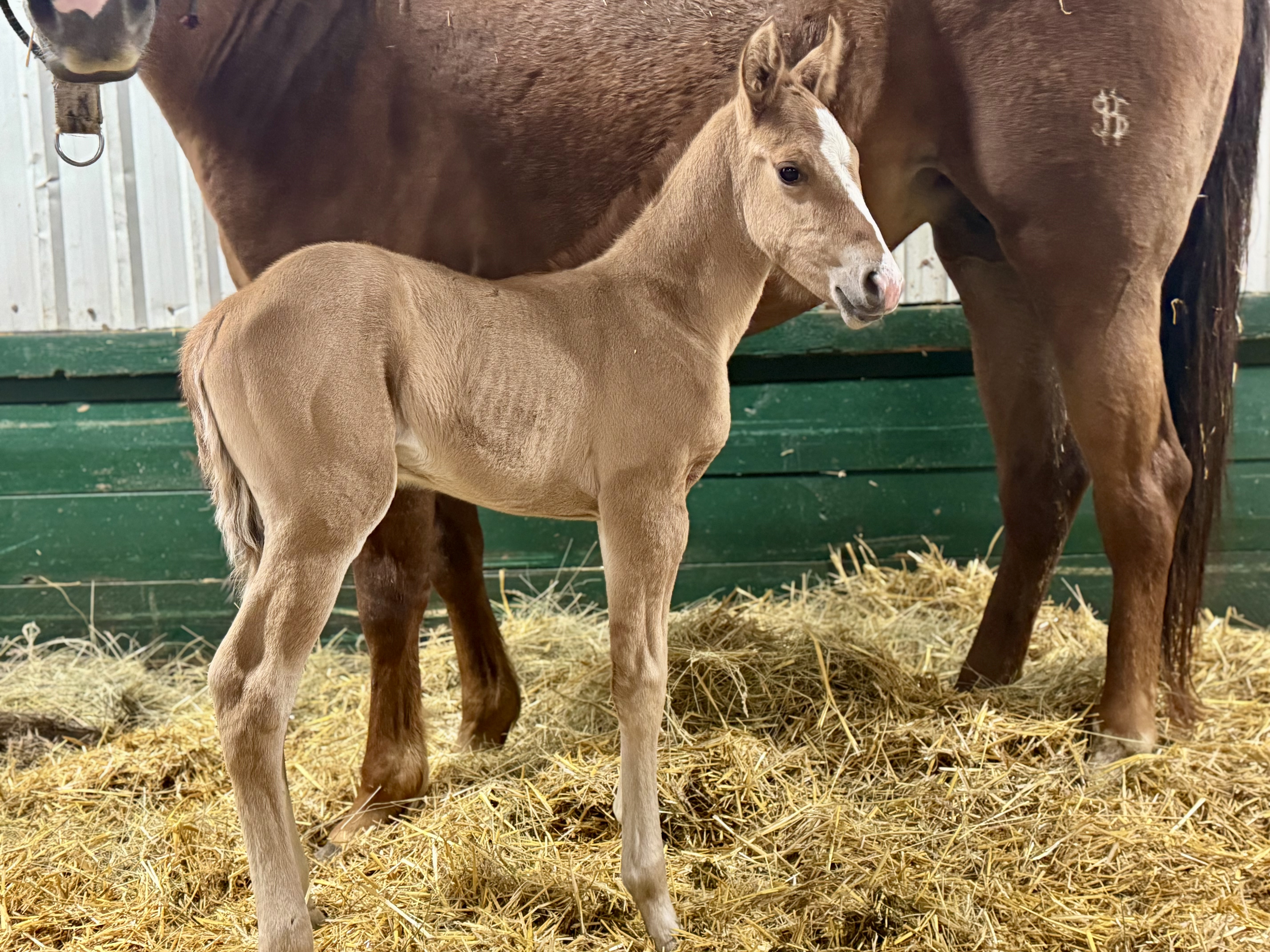 Dollar Horse Services in Westman Stud Colt