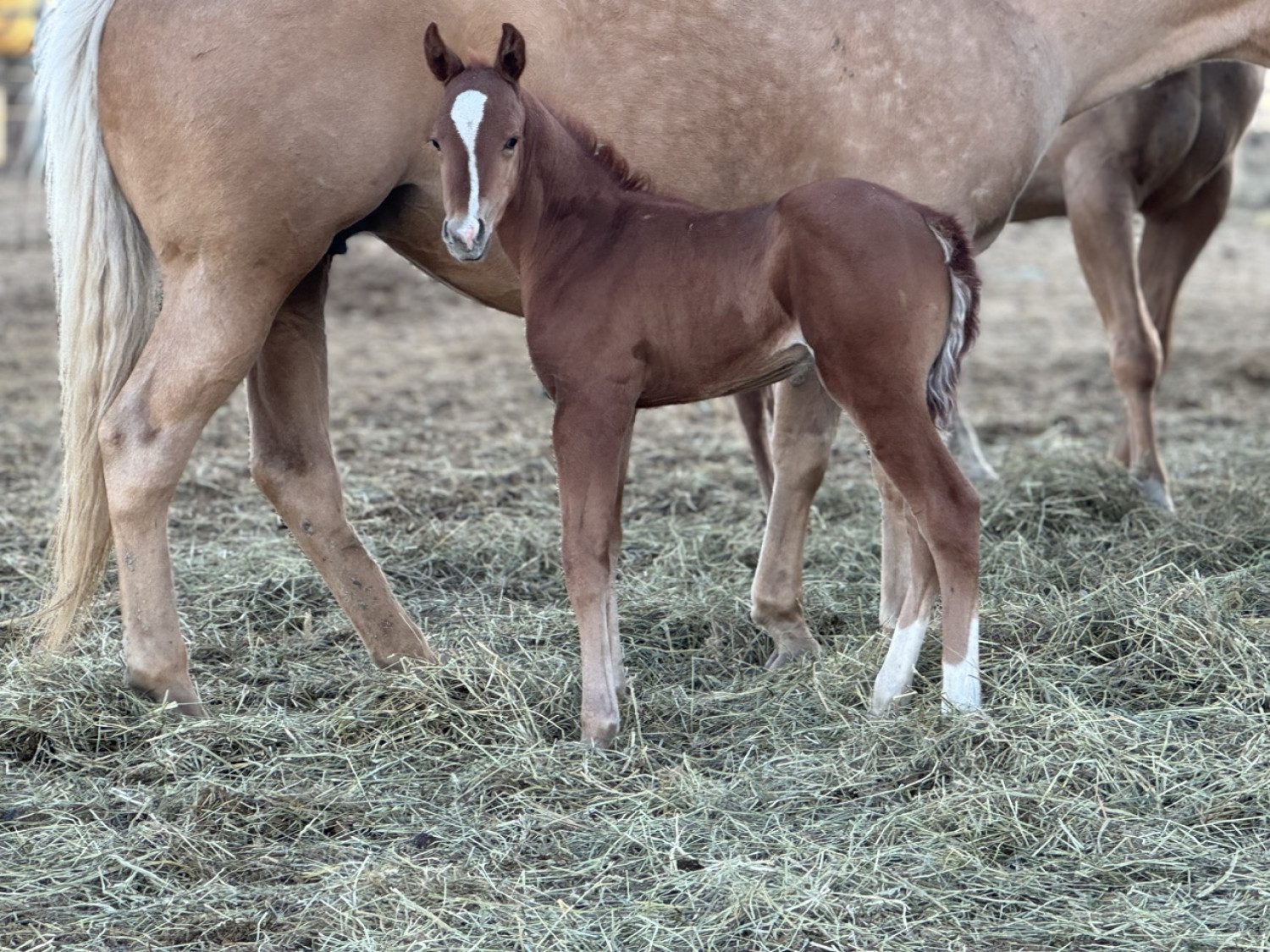 Colt at Dollar Horse Services in Manitoba