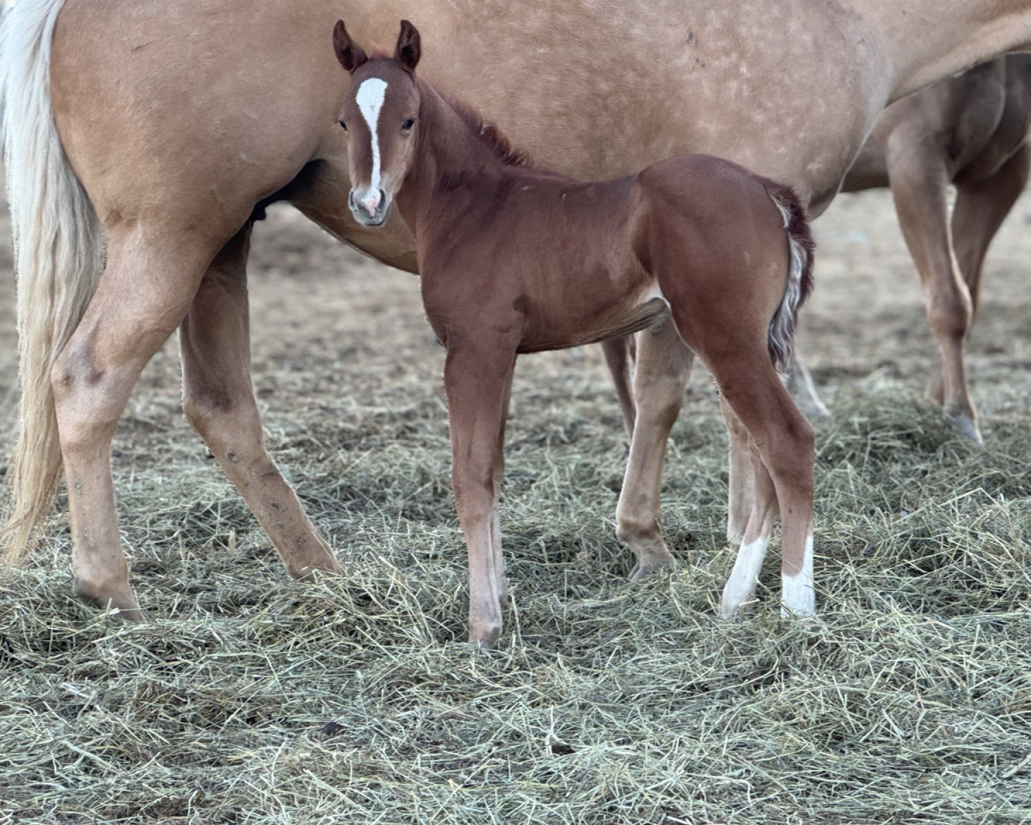 Colt at Dollar Horse Services in Manitoba