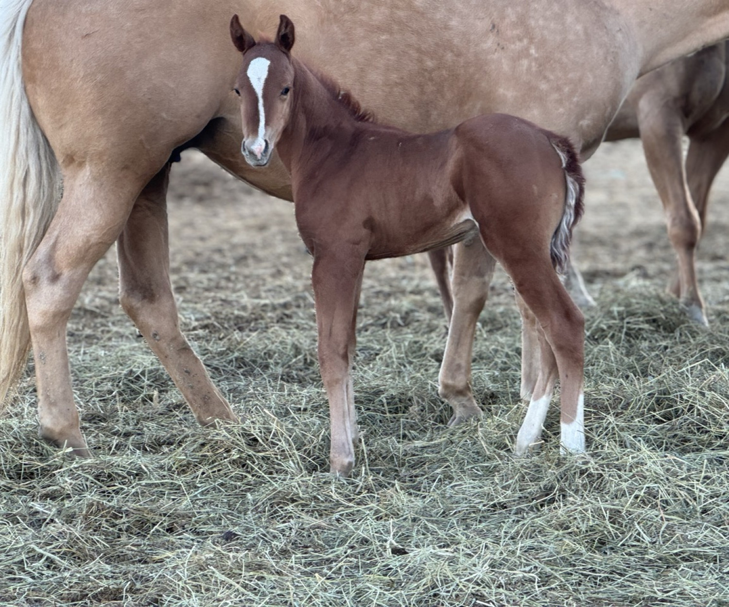 Colt at Dollar Horse Services in Manitoba
