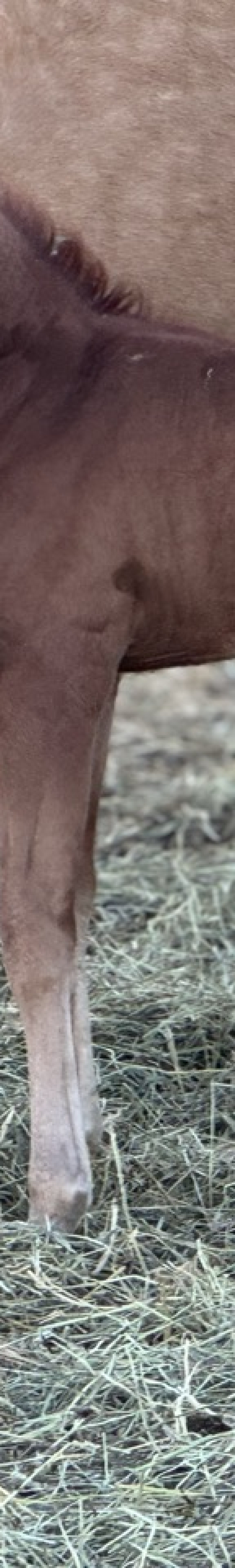 Colt at Dollar Horse Services in Manitoba