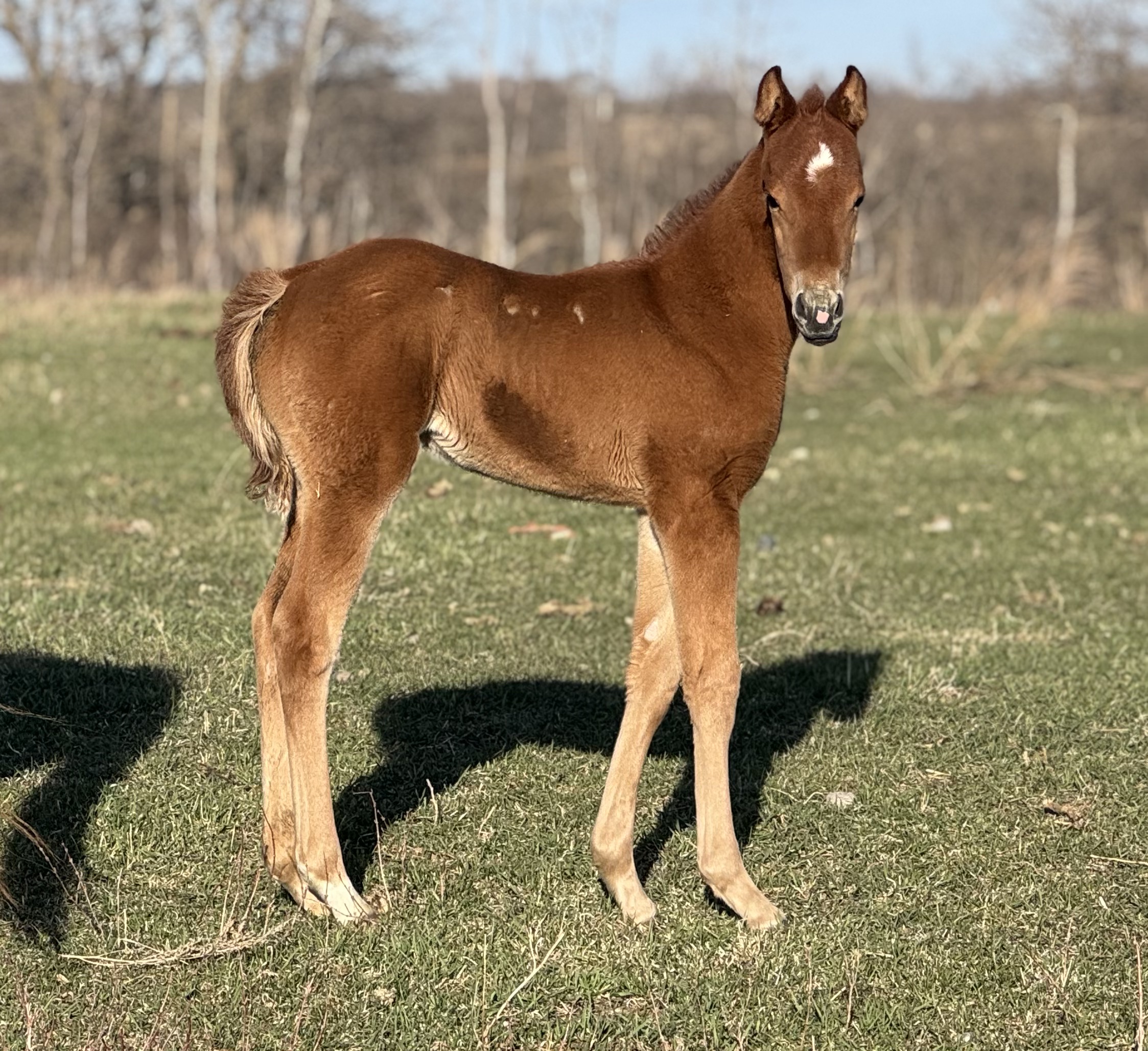 Sire : I Sayo Peppys Guns
Dam : MQH Lil Kito Solan