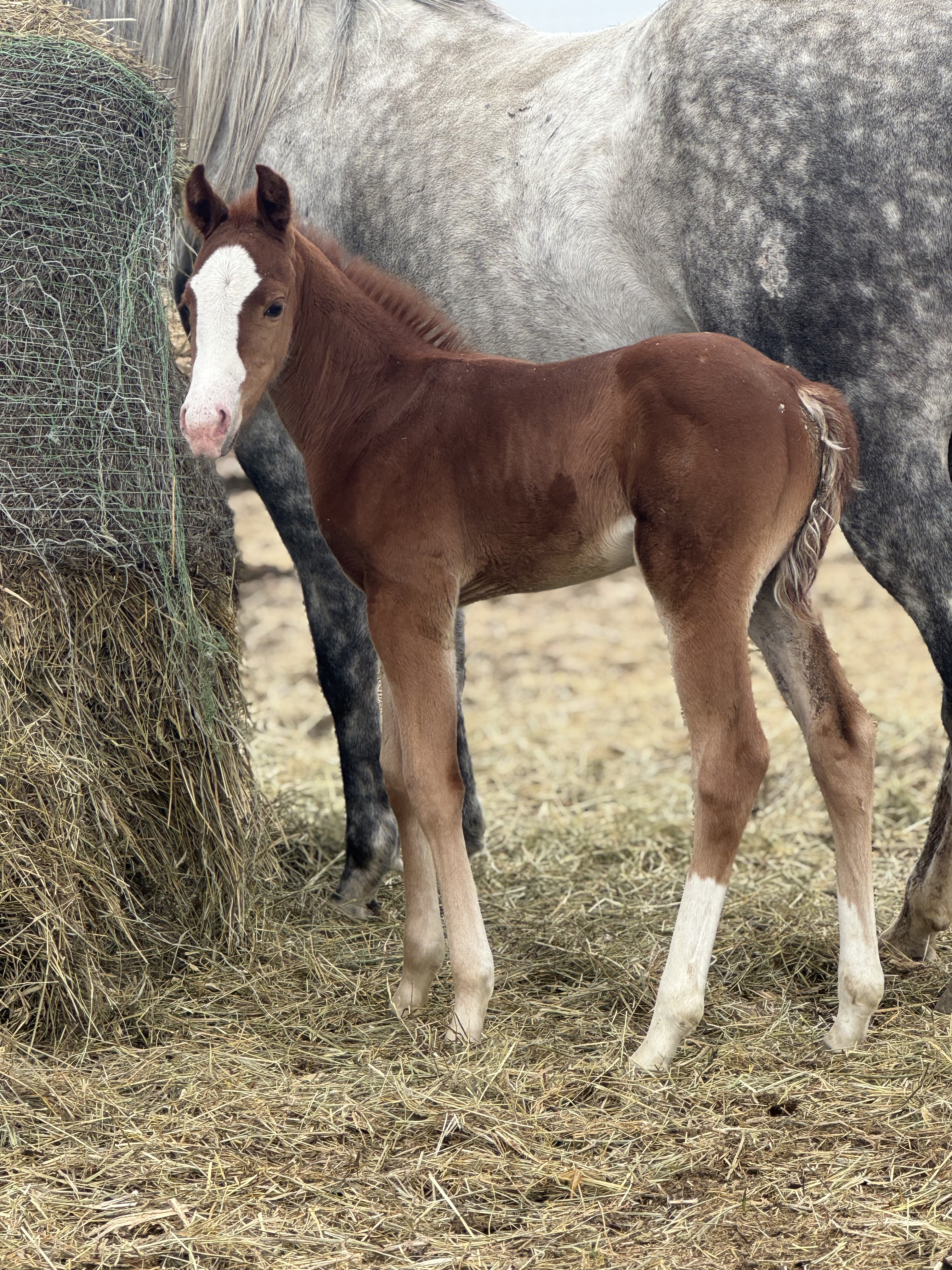 HS Cowgirlchampagne